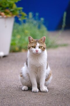 Cute Tabby cat sitting outsuide and looks grumpy at camera. Vertical image with selective focus..	