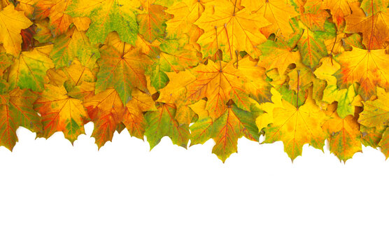 autumn maple leafs isolated on a white