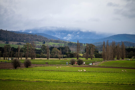 australian Sheep grazing in green paddocks below snow-capped mountains on a cold, overcast Tasmanian day