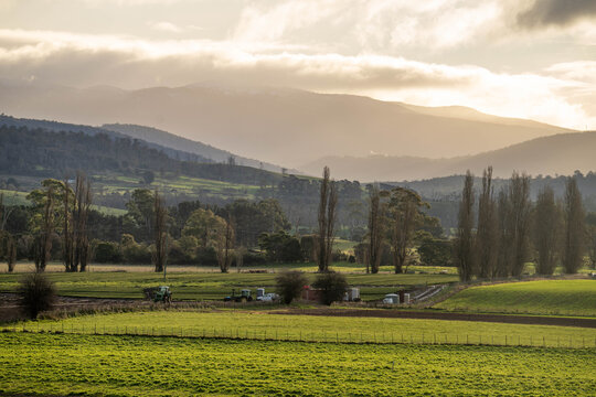 australian Sheep grazing in green paddocks below snow-capped mountains on a cold, overcast Tasmanian day
