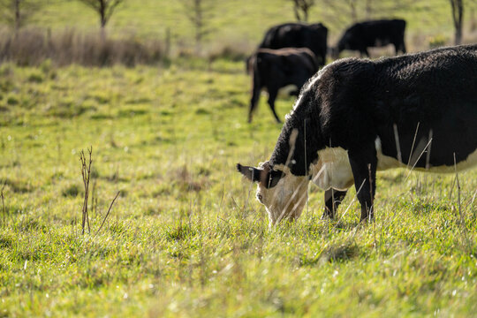 Black Angus cow grazing along a fence line on an earthen bank with eucalyptus trees