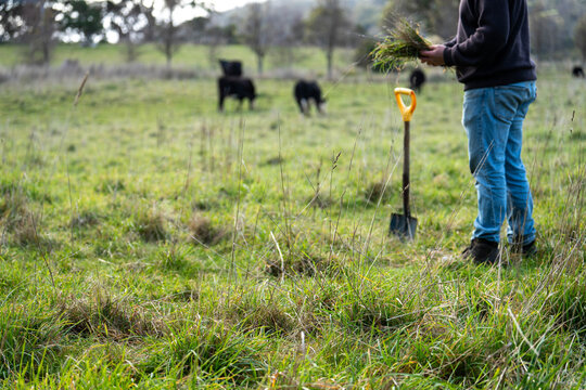 Agronomist Farmer kneeling in a paddock examining a clump of grass roots for soil health analysis in spring