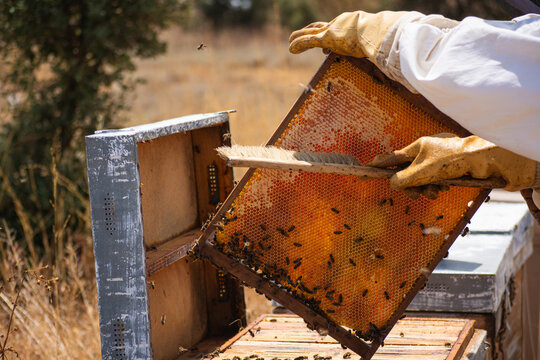 Beekeeper brushing bees off a honeycomb frame