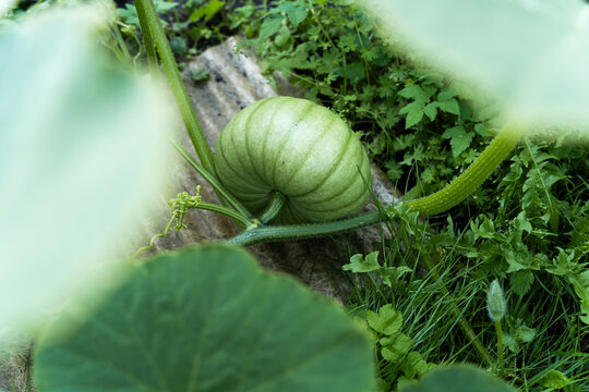 View of a green pumpkin growing in a garden surrounded by lush leaves and grass in Riga, Latvia.