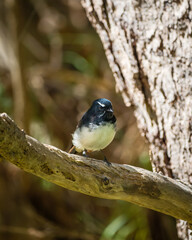 Obraz premium Male Willie Wagtail perched on a tree branch in Australia