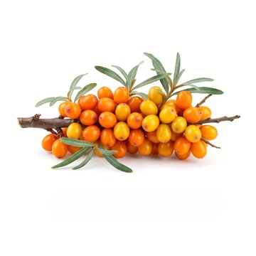 Fresh sea buckthorn berries on a branch isolated on white background
