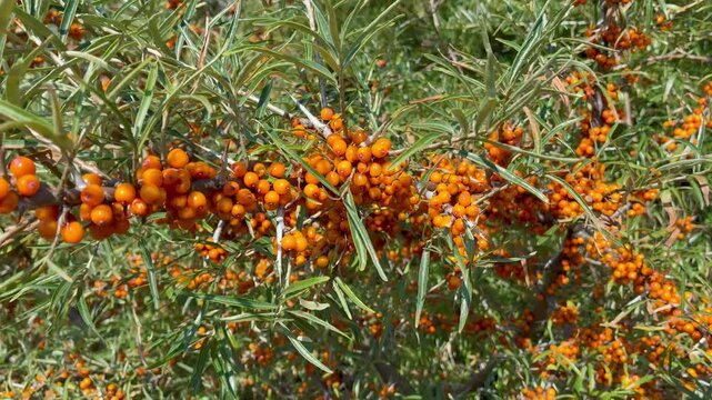 Ripe sea buckthorn berries on branches close-up