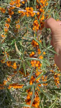 Ripe sea buckthorn berries on branches close-up
