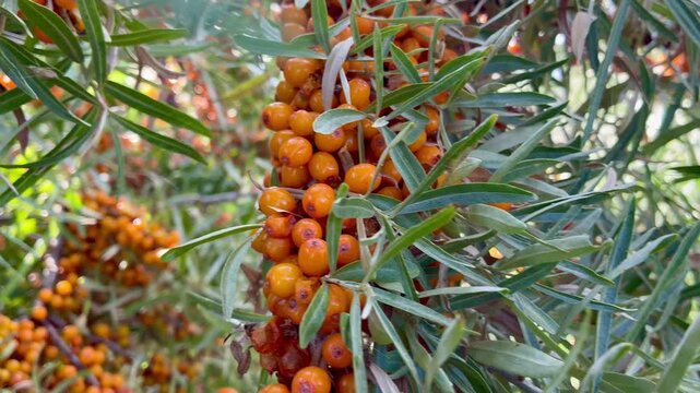 Ripe sea buckthorn berries on branches close-up