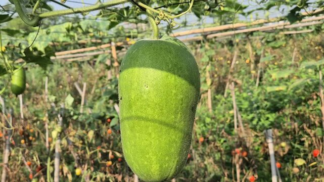 Young Ash Gourd Hanging On Bamboo Trellis In Sunlight Close Up Shot