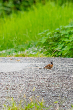 Bruant &agrave; longue queue pos&eacute; sur une chauss&eacute;e humide dans la verdure