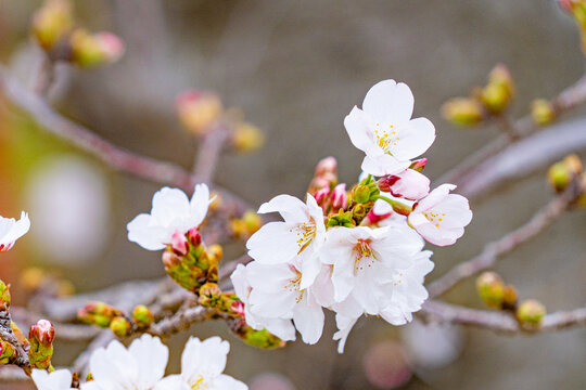 Fleurs de cerisier blanches et boutons roses au d&eacute;but du printemps