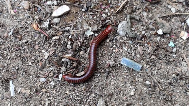 Millipede Among Wild Grass And Small Pebbles On Ground.
Natural footage of a Diplopoda living on moist soil surrounded by small weeds and pebbles, biodiversity concept.