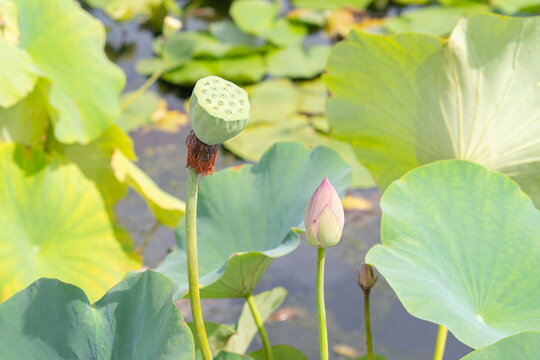 Bouton de lotus et capsule de graines au milieu de grandes feuilles vertes