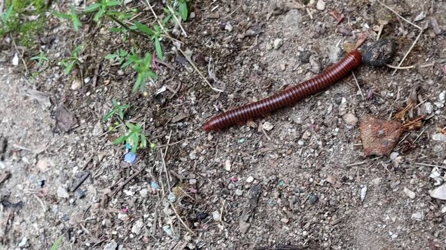 Natural Spiral Shape Of Coiled Millipede On Forest Floor.
Footage of perfect natural spiral shape of coiled millipede seen from above with soil and dry leaves background.