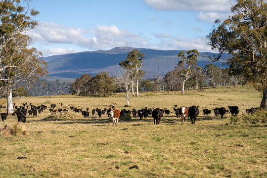Herd of Angus and Hereford beef cattle grazing in an open Australian mountain pasture spring