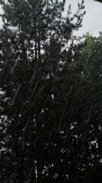 Heavy rain and hail falling against dark pine trees viewed through a window