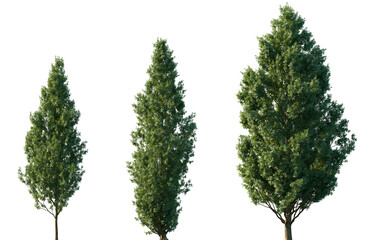 Fototapeta premium Set of Quercus robur (commonly known as the English oak or pedunculate oak) isolated png in sunny daylight on a transparent background perfectly cutout