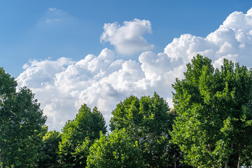 Naklejka premium trees and sky