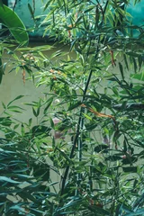 Fototapete Badezimmer Lush green bamboo plants in natural sunlight  © Letitia