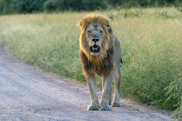 Dominant male lion hanging around in the green season in the Kruger National Park in South Africa © henk bogaard