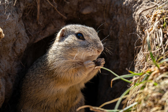 Ground squirrel occupies the burrow entrance, creating an intimate wildlife portrait centered on natural behavior, habitat, alertness, curiosity. 