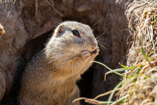 Ground squirrel occupies the burrow entrance, creating an intimate wildlife portrait centered on natural behavior, habitat, alertness, curiosity. 
