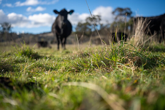 Black Angus cattle grazing on dry, sparse pasture during climate variation on an Australian farm