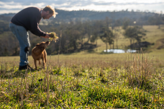 Farmer inspecting soil carbon and pasture roots for climate-smart regenerative agriculture