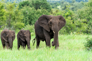 Fototapeta premium Elephant herd in the green season in the Kruger National Park in South Africa