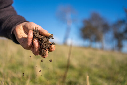 regenerative organic farmer, taking soil samples and looking at plant growth in a farm. practicing sustainable agriculture