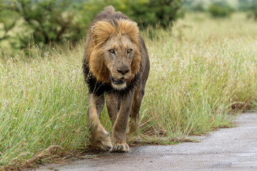 Dominant male lion hanging around in the green season in the Kruger National Park in South Africa © henk bogaard