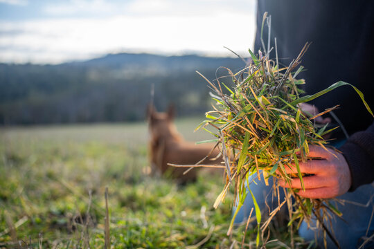 Farmer inspecting soil carbon and grass roots with a farm dog in a climate sustainable paddock