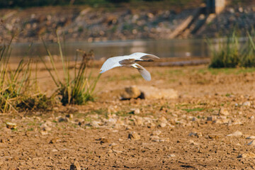 Naklejka premium White egret in flight over parched earth near a water body in India. Shallow depth of field emphasizes the bird.