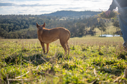 Farmer inspecting soil carbon and grass roots with a farm dog in a climate sustainable paddock