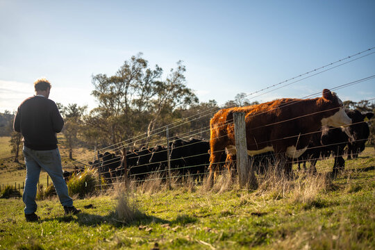 Farmer in a field checking the helath of plants in a green pasture inspecting soil and plant roots next to a shovel and cattle