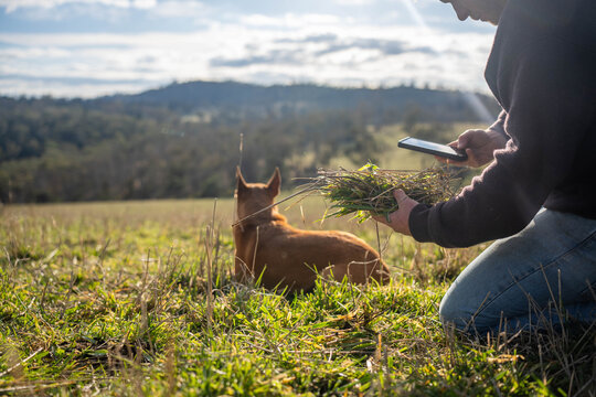 Farmer inspecting soil carbon and grass roots with a farm dog in a climate sustainable paddock
