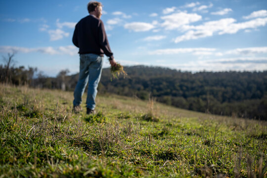 regenerative organic farmer, taking soil samples and looking at plant growth in a farm. practicing sustainable agriculture