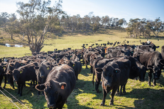 Large herd of Angus cattle in a paddock during climate variation on an Australian farm