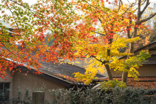 Beautiful autumn maple tree leaves with orange and red foliage against blue sky.