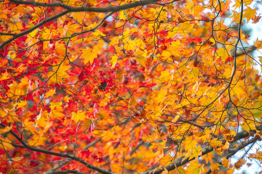 Beautiful autumn maple tree leaves with orange and red foliage against blue sky.