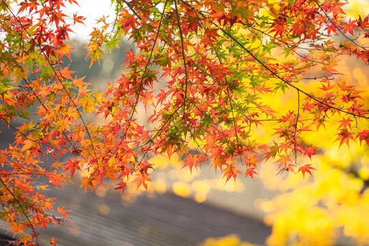 Beautiful autumn maple tree leaves with orange and red foliage against blue sky.