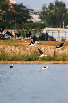 A flock of Black-winged Stilts, characterized by long red legs, fly and wade in a serene wetland habitat in India, captured in a dynamic vertical composition.
