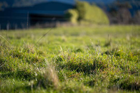 Sunlit green pasture grass in a rural Australian paddock with distant mountains in australia