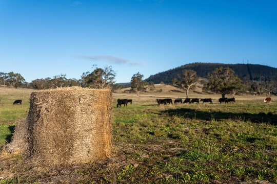 Large round hay bale in an open Australian pasture with a herd of Angus cattle grazing