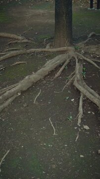 Cinematic vertical shot of strong tree roots creeping on the earthy ground with moss texture