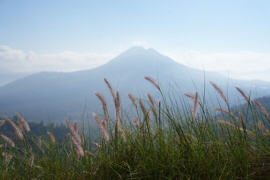 Soft pink foxtail plumes of ornamental fountain grass sway on a hillside against a dreamy misty mountain backdrop, evoking a calm and airy natural mood.