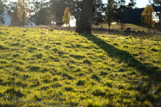 Sunlit green pasture grass in a rural Australian paddock with distant mountains in australia