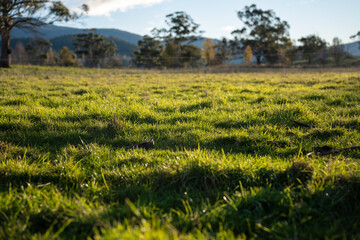Obraz premium Sunlit green pasture grass in a rural Australian paddock with distant mountains in australia