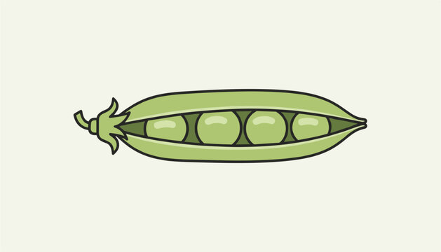 Single fresh green pea pod opened to reveal four round organic peas inside isolated on a light gray background.